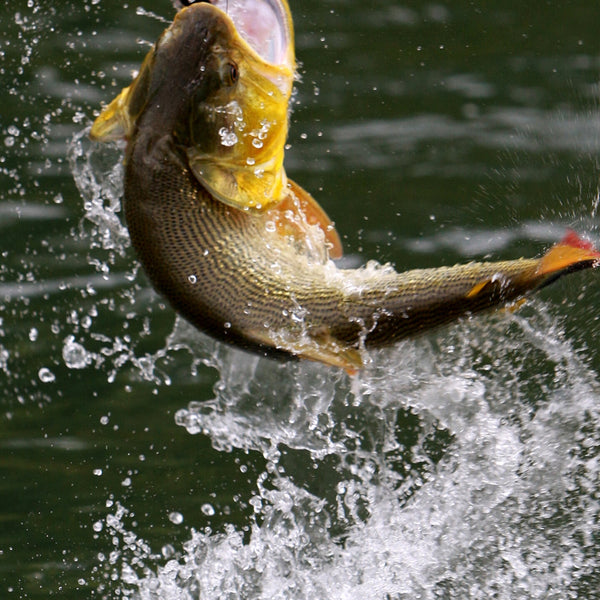 Bio-Engineered Lures